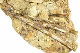 Fossil Hadrosaur Chevron Bone and Tendons in Sandstone - Wyoming #371514-1